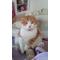 猫好き遊び場