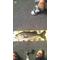 Crazy anglerS