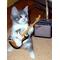 猫さんだいすき[D:F991]