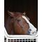 [D:F9F9]競馬.com
