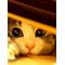 夢の雫
