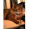 ≧猫[V:476F]The-CAT-Fan≦