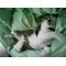 猫ネコぬこ大好き[A:F465]