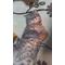 猫のお尻がたまらない