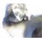 [D:F9E5]Ｉ[D:F8EE]鼬[D:F9E5]